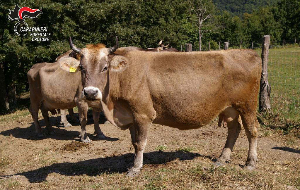 Bovini al pascolo abusivamente, denunciate due allevatrici a Cotronei