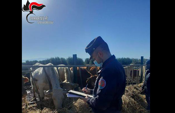 Bovini tenuti in condizioni non idonee, denunciato allevatore nel cosentino