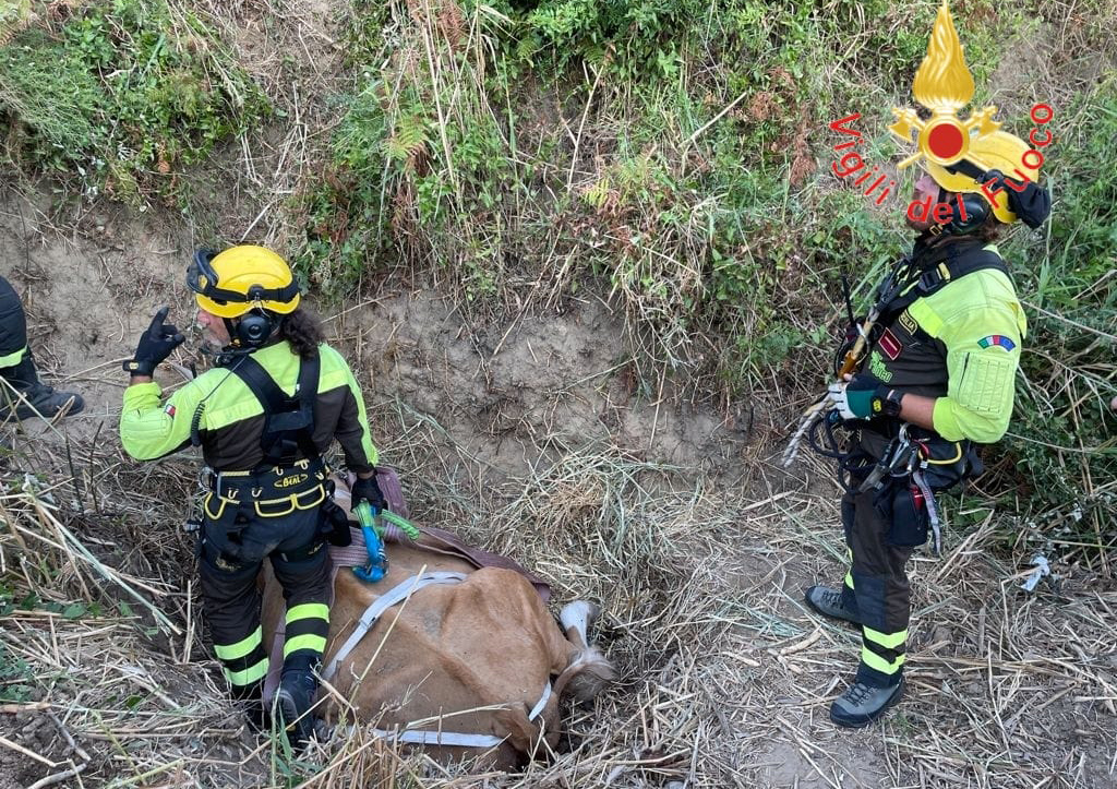 Mucca finisce in un burrone a Catanzaro, salvata con elicottero vigili del fuoco - VIDEO