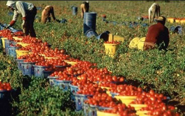 Braccianti stranieri nella piana lametina, il report: "Duemila lavoratori sfruttati"