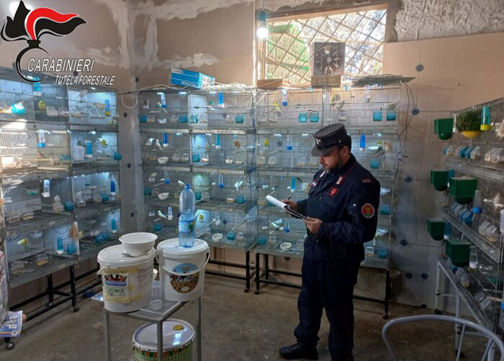 Bracconaggio, 73 specie di volatili sequestrati nel Cosentino