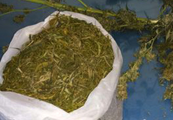 Studente viaggiava in auto con busta marijuana, arrestato a Bovalino