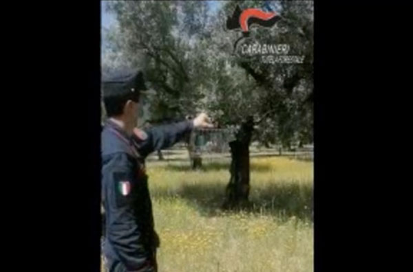 Lamezia, uccellagione e maltrattamento animali: denunciata una persona