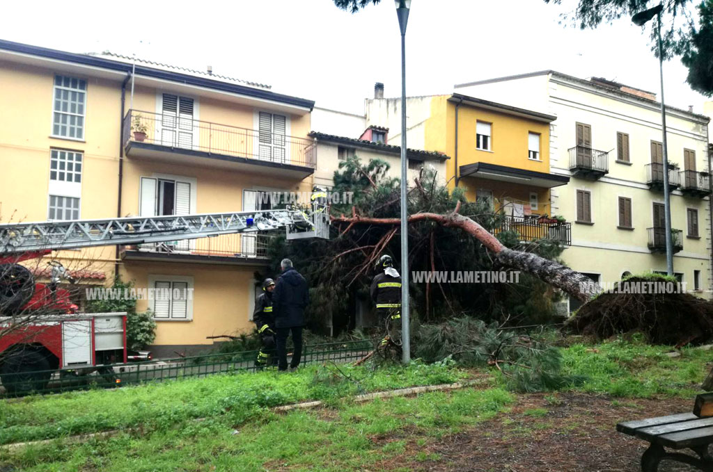 Lamezia, crolla su abitazione pino gigante in villa comunale don Pasquale Luzzo