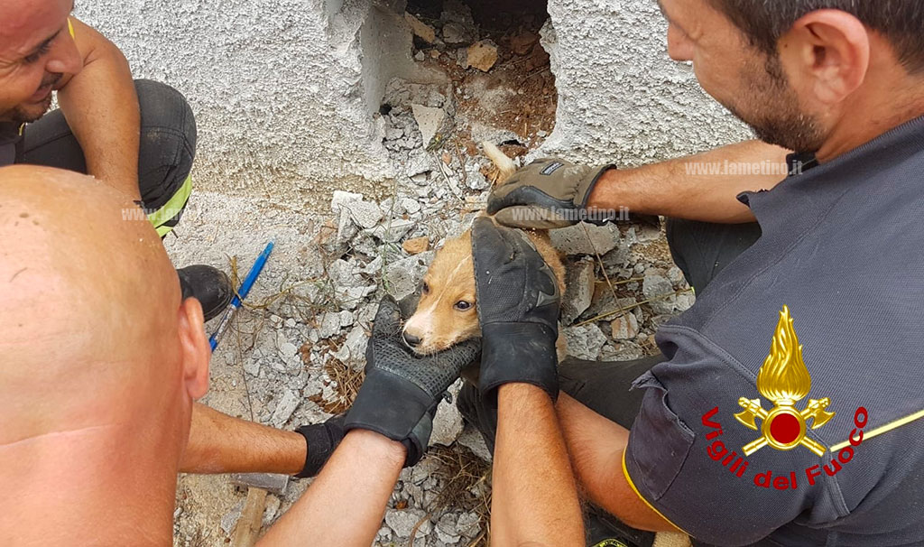 Cagnolina incastrata in intercapedine, salvata dai Vigili del Fuoco a Platania