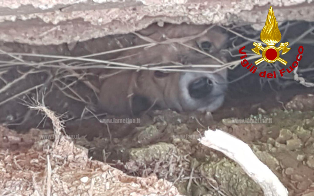 cagnolina.jpg