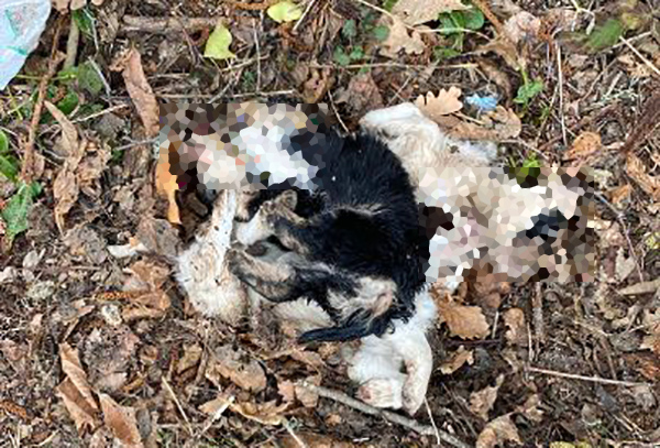 cagnolini-pixel_53802.jpg