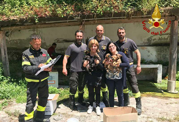 Cuccioli caduti in una scarpata a Vibo, salvati dai vigili del fuoco 