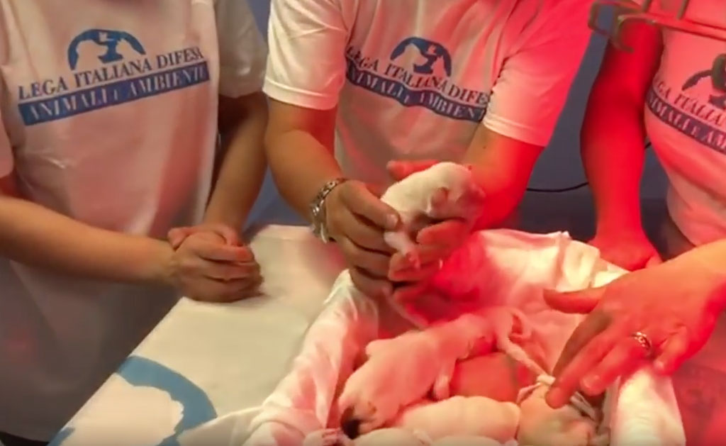 Cagnolina maltrattata muore dopo aver dato alla luce 11 cuccioli, la storia di "Luce" arriva in Parlamento 