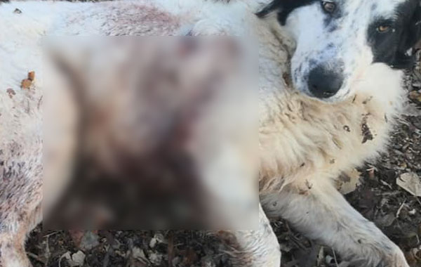 Lamezia, consigliera D'Amico denuncia ennesimo gesto di violenza contro i cani