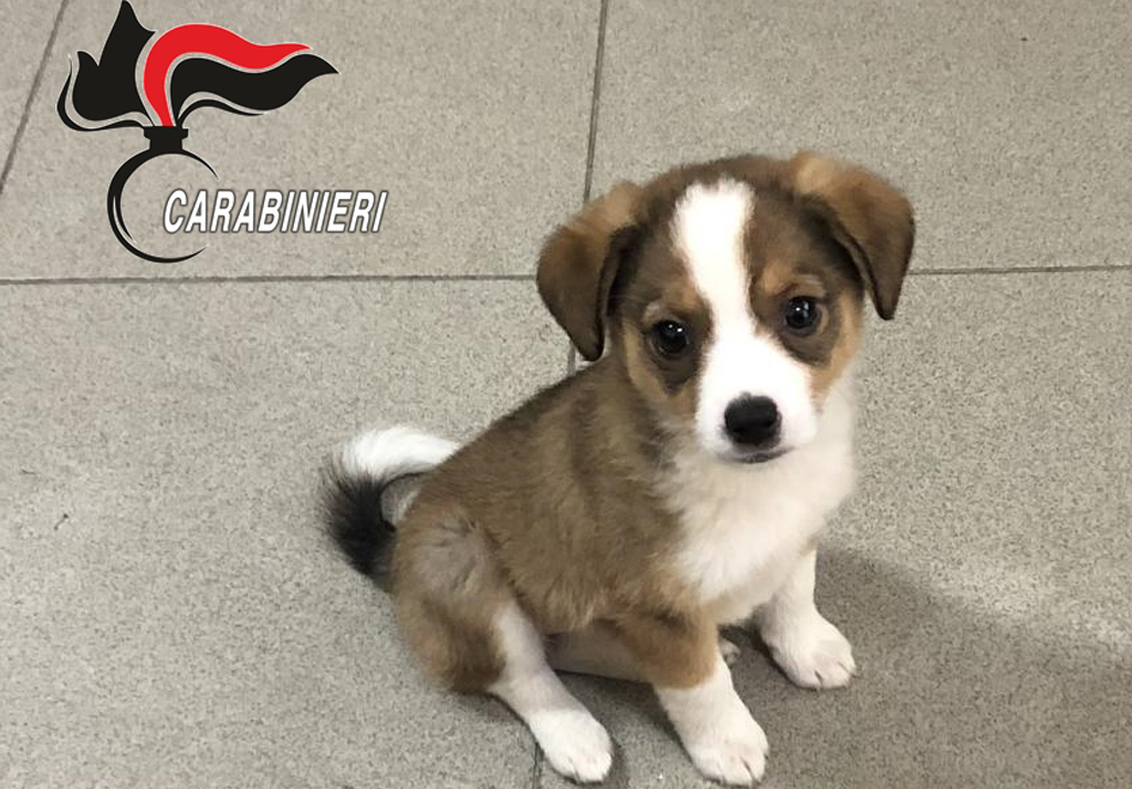Cagnolina abbandonata diventa "mascotte" dei carabinieri cacciatori di Calabria