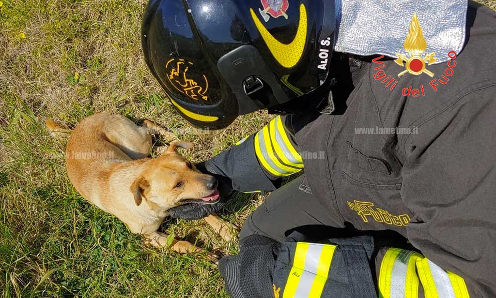 Cane incastrato con la zampa in un filo di acciaio, salvato dai vigili del fuoco a Catanzaro 