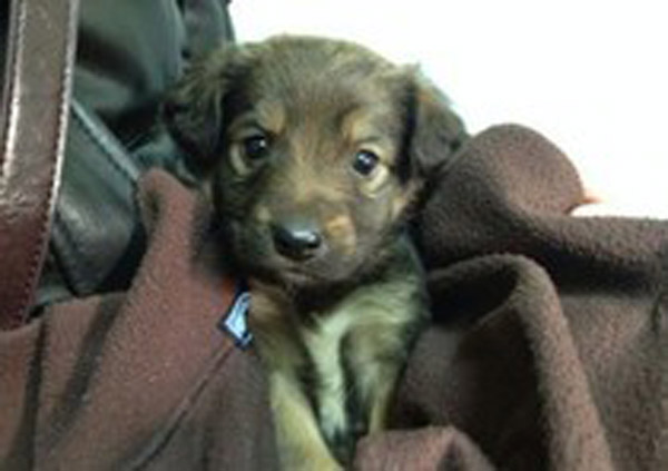 Calabria: Cagnolino fra rifiuti trovato da studenti a Reggio Calabria