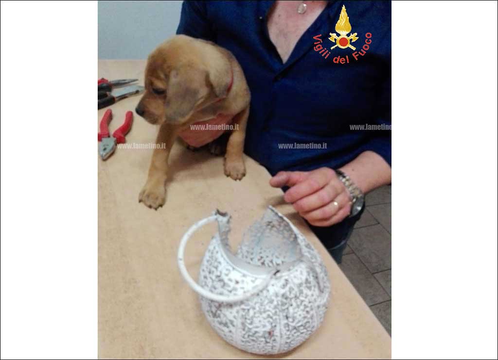 cagnolino-liberato-vigili-del-fuoco-lamezia.jpg