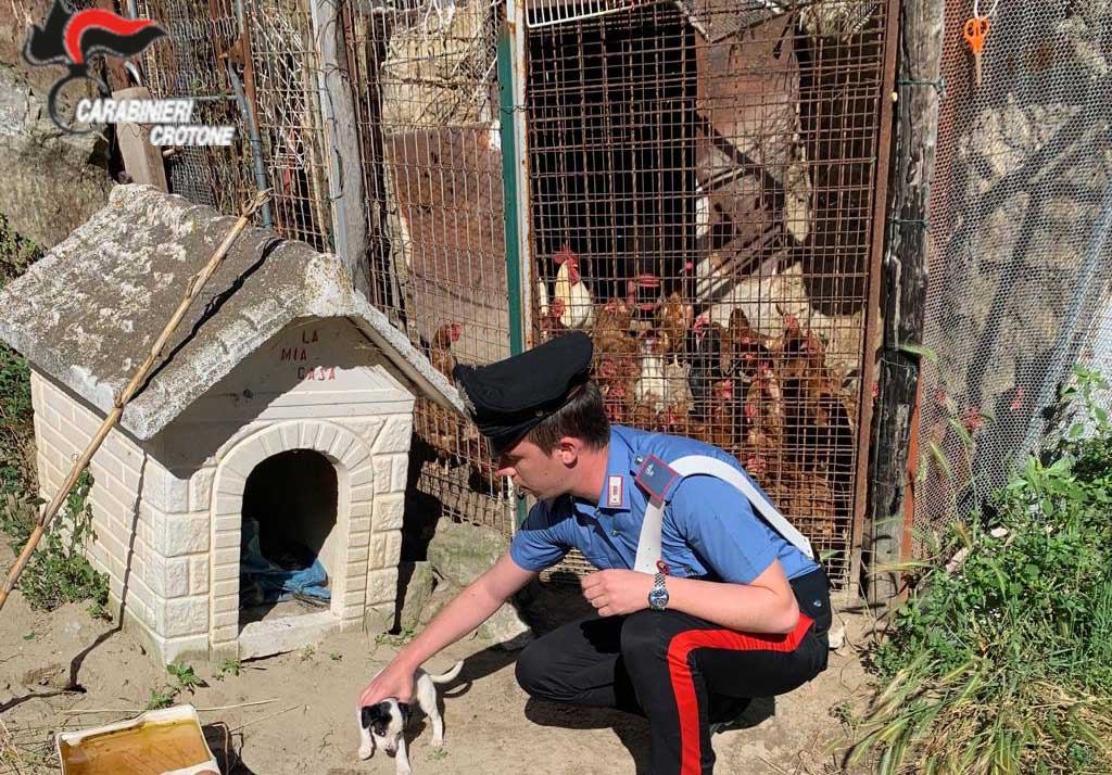 Carabinieri trovano cagnolino malnutrito e infestato da parassiti nel crotonese, una denuncia