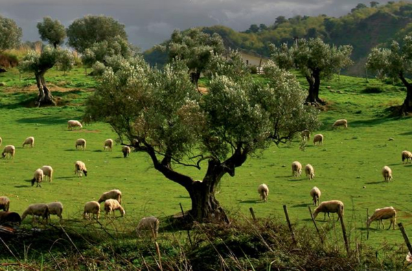 “Profondo Food” la Calabria al Salone del Gusto di Torino dal 22 al 26 settembre