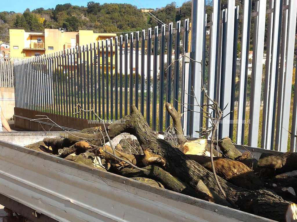 Furto di legna in terreno privato a Pianopoli, due arresti