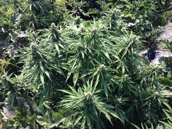Calabria: Droga, scoperte 1.300 piante di canapa indiana nel reggino 