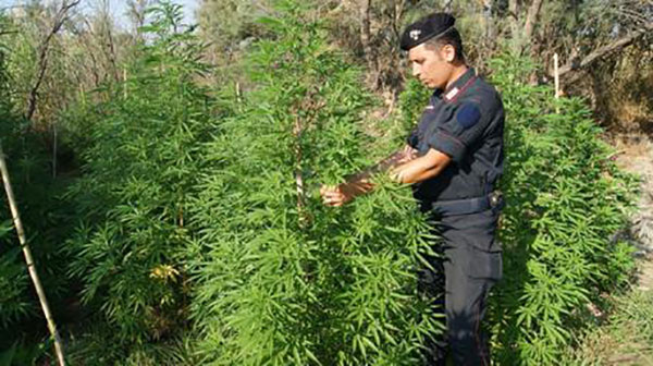 Scoperta coltivazione con 1.600 piante di marijuana ad Amato