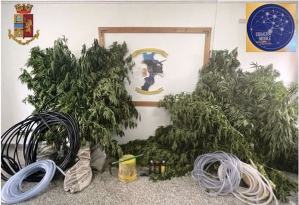 Sequestrata piantagione di marijuana a Catanzaro