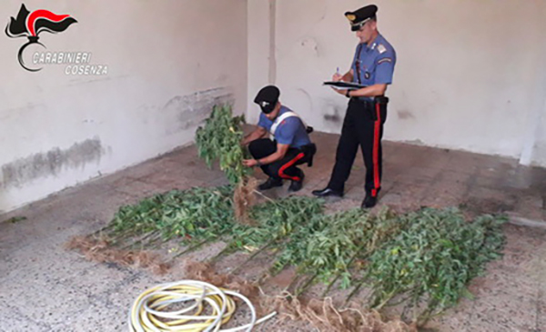 Sorvegliato speciale coltivava canapa nel cosentino, arrestato 