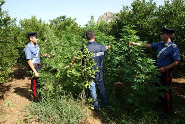 Scoperte 2.130 piante canapa indiana a Gioiosa Ionica, 3 arresti 