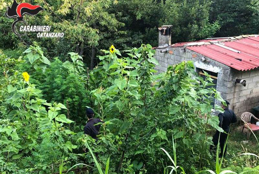Scoperte 218 piante di canapa indiana a Girifalco, arrestato 65enne