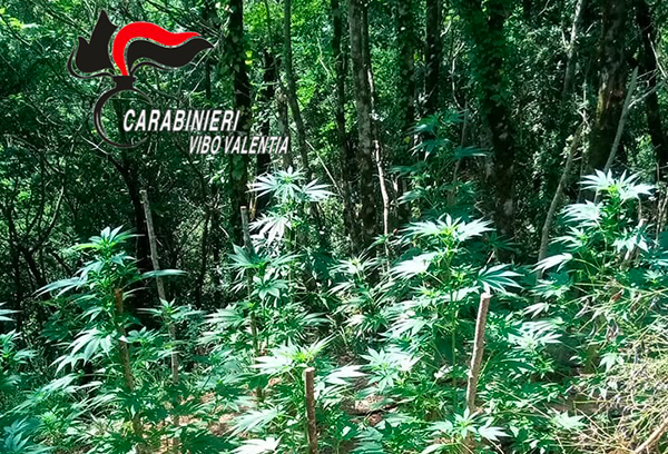 Individuata e distrutta piantagione di canapa indiana nel vibonese 