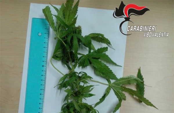 Coltivava canapa indiana in casa, deferito 31enne a Mongiana