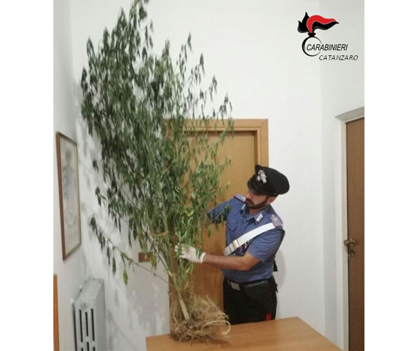 Coltivava canapa indiana in un terreno di sua proprietà, arrestato 36enne nel catanzarese