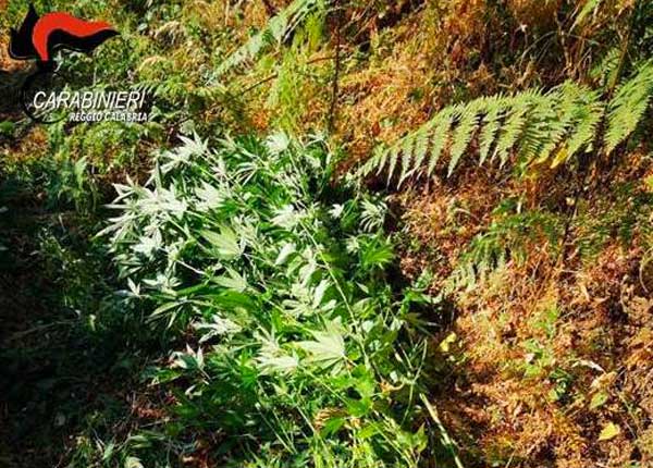 Scoperta piantagione canapa indiana tra fitta vegetazione nel reggino 