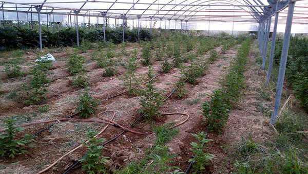 Scoperta 'azienda' agricola per produrre canapa indiana nel cosentino, 4 arresti 
