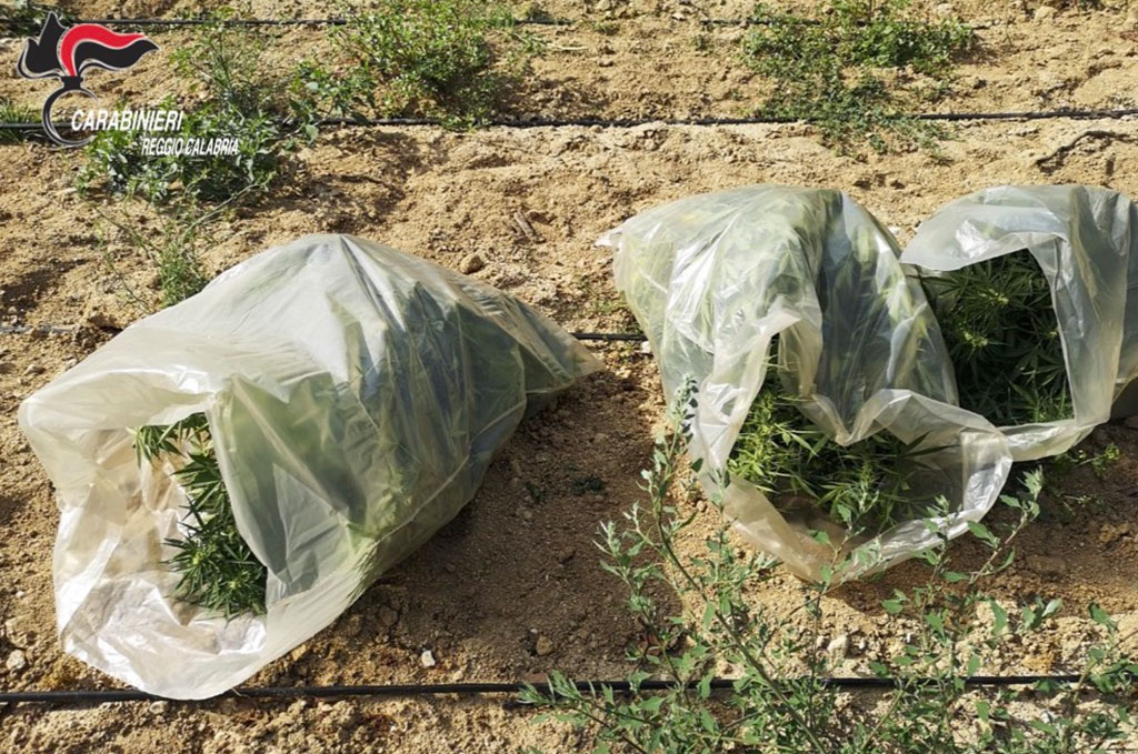 Scoperta piantagione di canapa indiana a Stilo, avviate indagini 