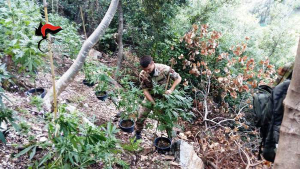 Sorpresi in piantagione canapa indiana, arrestati padre e figlio nel reggino