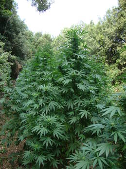 Calabria: Tre piantagioni di marijuana scoperte nella locride