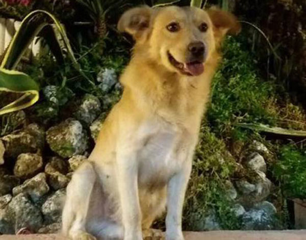 Movimento Animalista, nuovo atto crudeltà su cane in Calabria