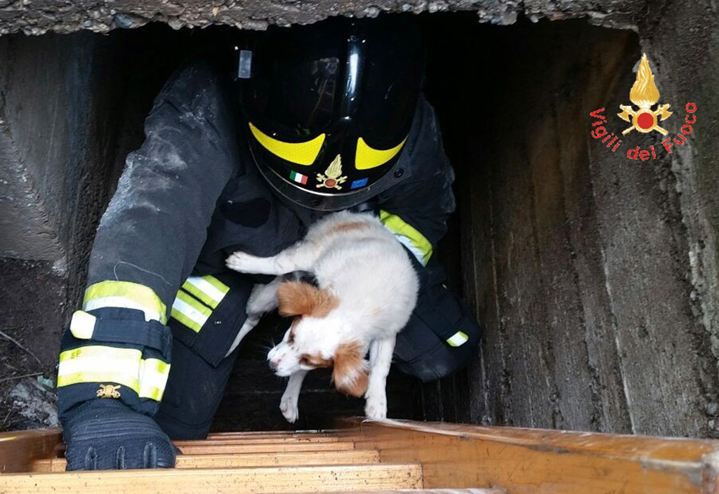 Cucciolo di cane cade in un tombino, salvato dai vigili del fuoco nel catanzarese