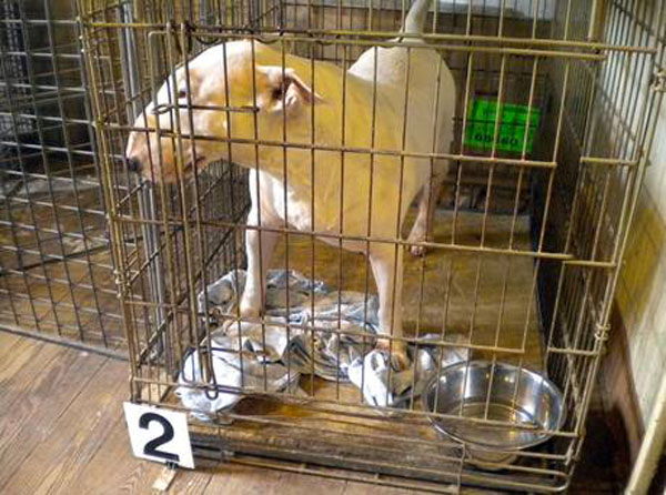 Calabria: Trasportava cani in gabbie, denunciato 