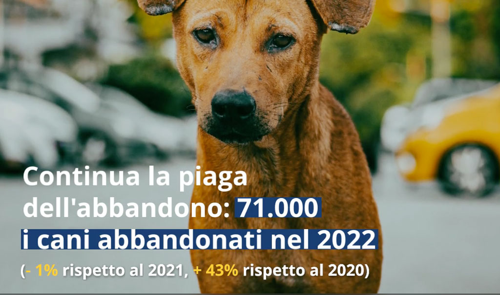 cane-2023-07-27-alle-12.13.35_ac6d4.jpg