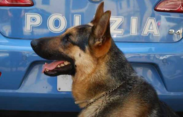 Lamezia: sequestrate bomba artigianale, munizioni e droga in zone montane 