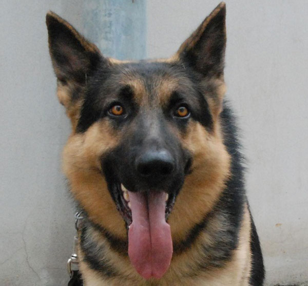 cane-antidroga.jpg