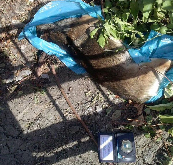 Calabria: cani randagi avvelenati a Campora San Giovanni, insorgono animalisti