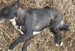 Tre cani avvelenati in Calabria, erano abbandonati in una pineta a Palmi