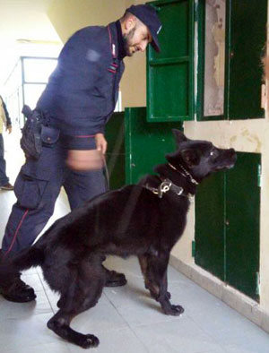 cane-carabiniere-2.jpg
