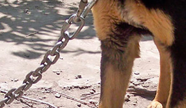Cane muore legato a catena, denunciato proprietario nel crotonese