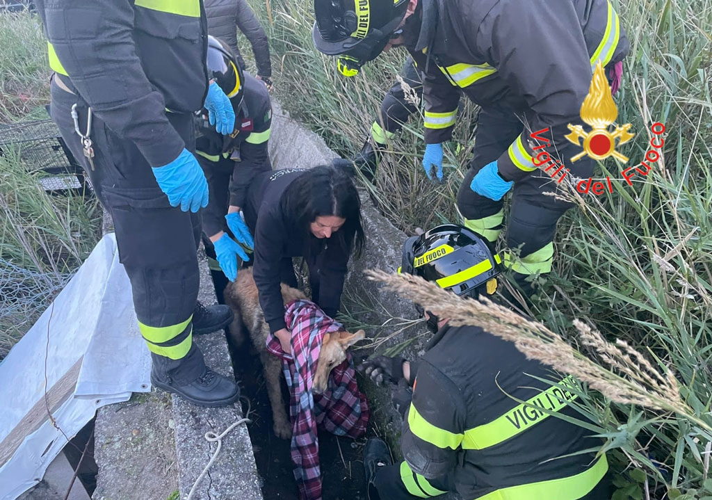 Cane aggredito si nasconde in cunicolo profondo 8 metri a Catanzaro, recuperato da vigili del fuoco
