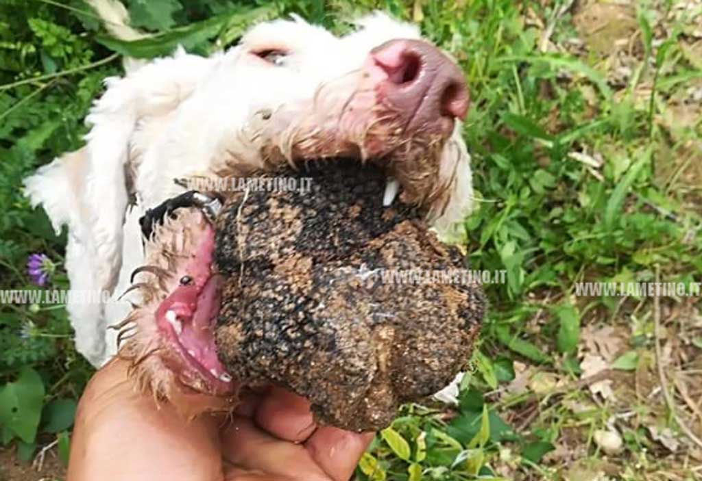 cane-da-tartufo-2019.jpg