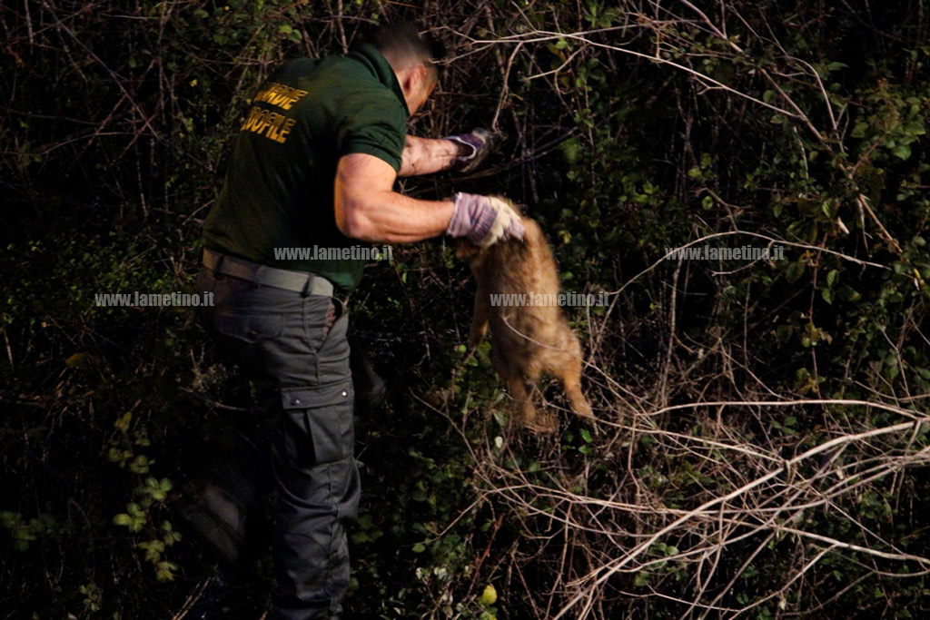 Lamezia, cane cade nel torrente Piazza. Salvato da guardie ecozoofile