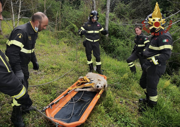 Vigili del Fuoco salvano cane caduto in fiume a Falerna, ferito agli arti inferiori