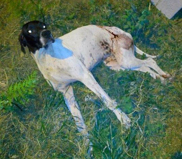 Cane ferito da ignoti con colpo di fucile nel cosentino